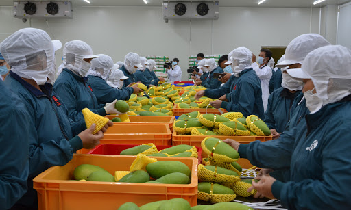 Vận chuyển trái cây đi Nhật Bản nhanh chóng, hàng hóa đảm bảo | Công Ty Dịch Vụ Vận Chuyển Việt Nhật