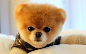 Vận chuyển thú cưng đi Nhật Bản