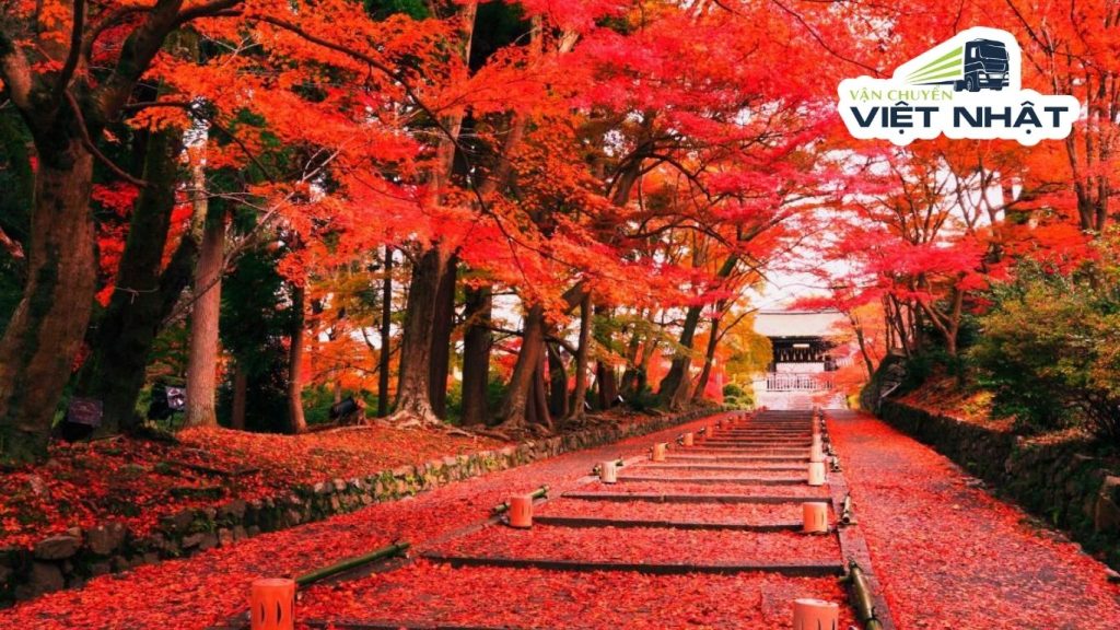 Mùa thu lá đỏ Nhật Bản – Thời điểm lý tưởng gửi hàng về Việt Nam