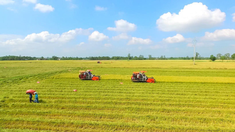 Việt Nam – Nhật Bản Chiến Lược Hóa Đề Án 1 Triệu Ha Lúa Carbon Thấp