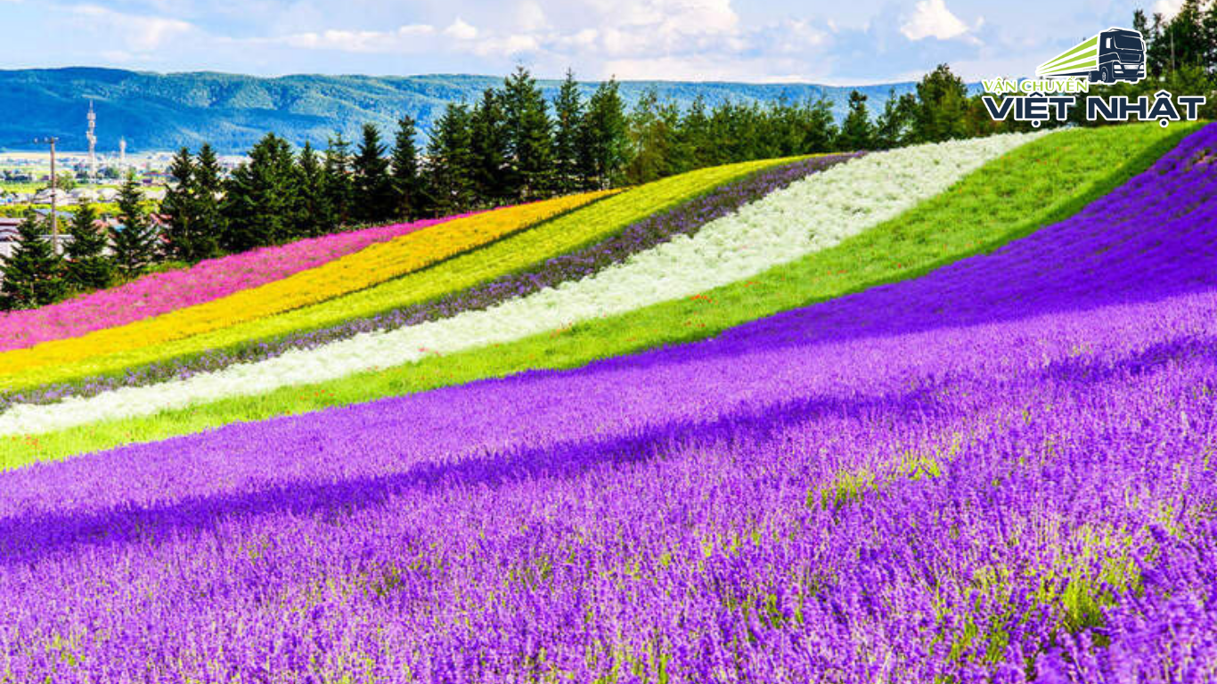 Hokkaido: Thiên Đường Tuyết Trắng ở Nhật Bản